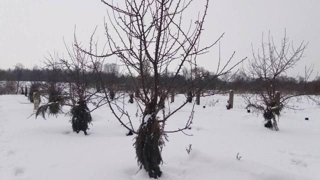 Капитальное строение с инв. №202/С-47830, жилой дом пл. 32,1 кв.м. (Лиозненский р-н, д. Низы, ул. Низовская, 23)