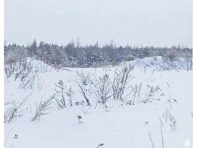 Сенажная траншея в д.Ивесь, инв. №1209 (Витебская обл., Глубокский р-н, Псуевский с/с, вблизи д.Ивесь)