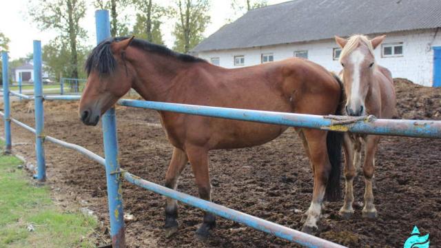 Кобыла «Санталь», 15.05.2015 г.р. (Витебский р-н, аг.Тулово, ул. Техническая, 15)