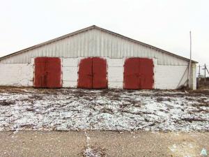 Телятник в д.Обруб, инв. №5007 (Витебская обл., Глубокский р-н, Псуевский с/с, вблизи д.Обруб)